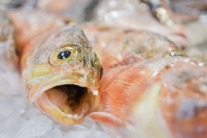 09-2016-02_fish-international-5572